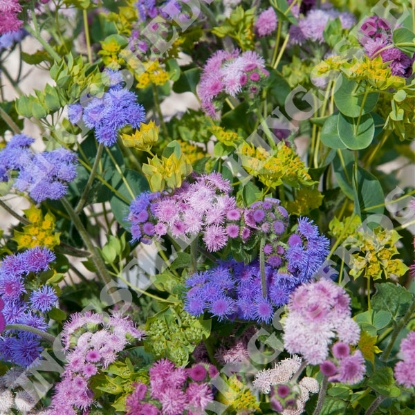 Picture of Ageratum - Timeless Mix